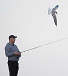 BB_20190803_0242 / Sterna hirundo / Makrellterne