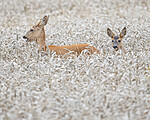 BB_20190825_0008 / Capreolus capreolus / Rådyr <br /> Triticum aestivum / Hvete