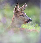 BB_20190914_0085 / Capreolus capreolus / Rådyr