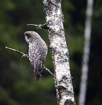 BB_20191124_0342 / Strix nebulosa / Lappugle