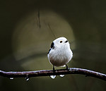 BB_20200112_0044 / Aegithalos caudatus / Stjertmeis