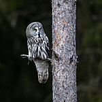 BB_20200313_0063 / Strix nebulosa / Lappugle