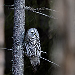 BB_20200314_0176 / Strix nebulosa / Lappugle