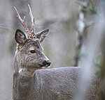 BB_20200409_0370 / Capreolus capreolus / Rådyr