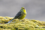 BB_20200504_0003 / Emberiza citrinella / Gulspurv