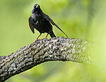BB_20200508_0155 / Sturnus vulgaris / Stær