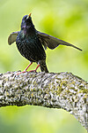 BB_20200508_0168 / Sturnus vulgaris / Stær