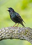 BB_20200508_0175 / Sturnus vulgaris / Stær