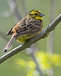 BB_20200524_0183 / Emberiza citrinella / Gulspurv