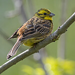 BB_20200524_0184 / Emberiza citrinella / Gulspurv