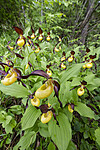 BB_20200608_0029 / Cypripedium calceolus / Marisko