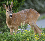 BB_20200613_0207 / Capreolus capreolus / Rådyr