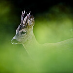 BB_20200613_0231 / Capreolus capreolus / Rådyr