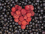 BB_20200711_0017 / Rubus idaeus / Bringebær <br /> Vaccinium myrtillus / Blåbær