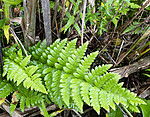 BB_20200716_0132 / Dryopteris cristata / Vasstelg