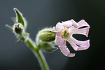 BB_20200719_0416 / Silene noctiflora / Nattsmelle