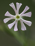 BB_20200719_0423 / Silene noctiflora / Nattsmelle