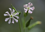 BB_20200719_0459 / Silene noctiflora / Nattsmelle