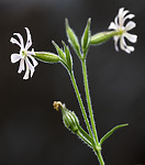 BB_20200719_0532 / Silene noctiflora / Nattsmelle