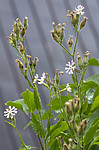 BB_20200719_0534 / Silene noctiflora / Nattsmelle