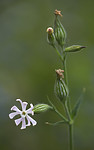 BB_20200719_0579 / Silene noctiflora / Nattsmelle