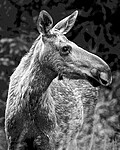 BB_20200720_0237_1 / Alces alces / Elg