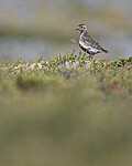 BB_20200722_0210 / Pluvialis apricaria / Heilo