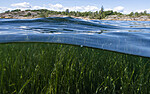 BB_20200804_0178 / Zostera marina / ålegras <br /> Zostera marina