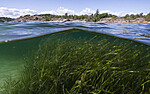 BB_20200804_0252 / Zostera marina / ålegras <br /> Zostera marina