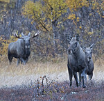 BB_20200927_0049 / Alces alces / Elg