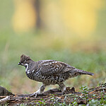 BB_20200927_0500 / Tetrastes bonasia / Jerpe