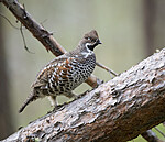 BB_20200927_0809 / Tetrastes bonasia / Jerpe