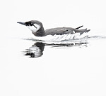 BB_20201108_0073 / Uria aalge / Lomvi