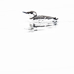 BB_20201108_0077 / Uria aalge / Lomvi