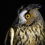 BB_20201121_0009 / Asio otus / Hornugle