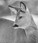 BB_20210118_0008 / Capreolus capreolus / Rådyr