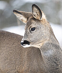 BB_20210118_0009 / Capreolus capreolus / Rådyr