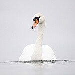 BB_20210215_0066 / Cygnus olor / Knoppsvane