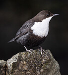 BB_20210215_0351 / Cinclus cinclus / Fossekall