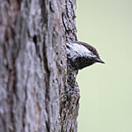 BB_20210622_0277 / Poecile cinctus / Lappmeis