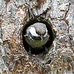 BB_20210622_0754 / Poecile cinctus / Lappmeis