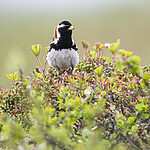 BB_20210624_0228 / Calcarius lapponicus / Lappspurv