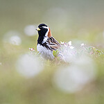 BB_20210624_0340 / Calcarius lapponicus / Lappspurv