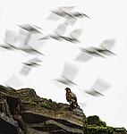 BB_20210624_1660 / Haliaeetus albicilla / Havørn