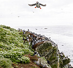 BB_20210626_0569 / Cochlearia officinalis / Skjørbuksurt <br /> Fratercula arctica / Lunde <br /> Uria aalge / Lomvi