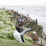 BB_20210626_0618 / Alca torda / Alke <br /> Cochlearia officinalis / Skjørbuksurt <br /> Fratercula arctica / Lunde <br /> Uria aalge / Lomvi