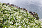 BB_20210626_1725 / Cochlearia officinalis / Skjørbuksurt <br /> Uria aalge / Lomvi