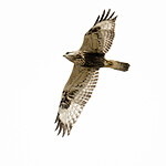 BB_20211001_0026 / Buteo lagopus / Fjellvåk