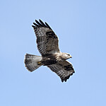 BB_20211002_0295 / Buteo lagopus / Fjellvåk