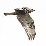 BB_20211017_0470 / Buteo lagopus / Fjellvåk